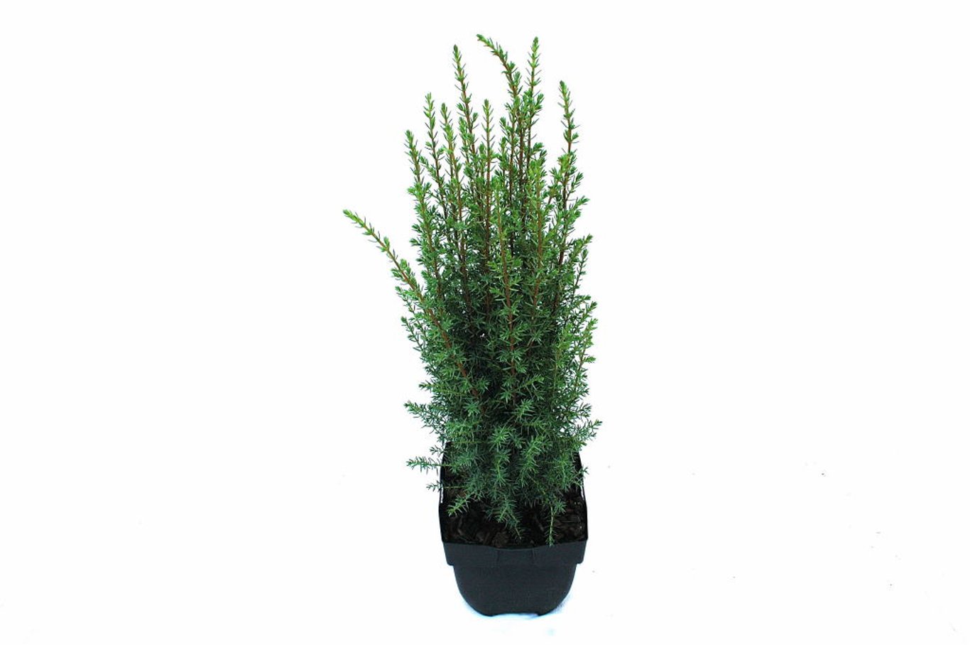 Juniperus comm. 'Arnold' - C2